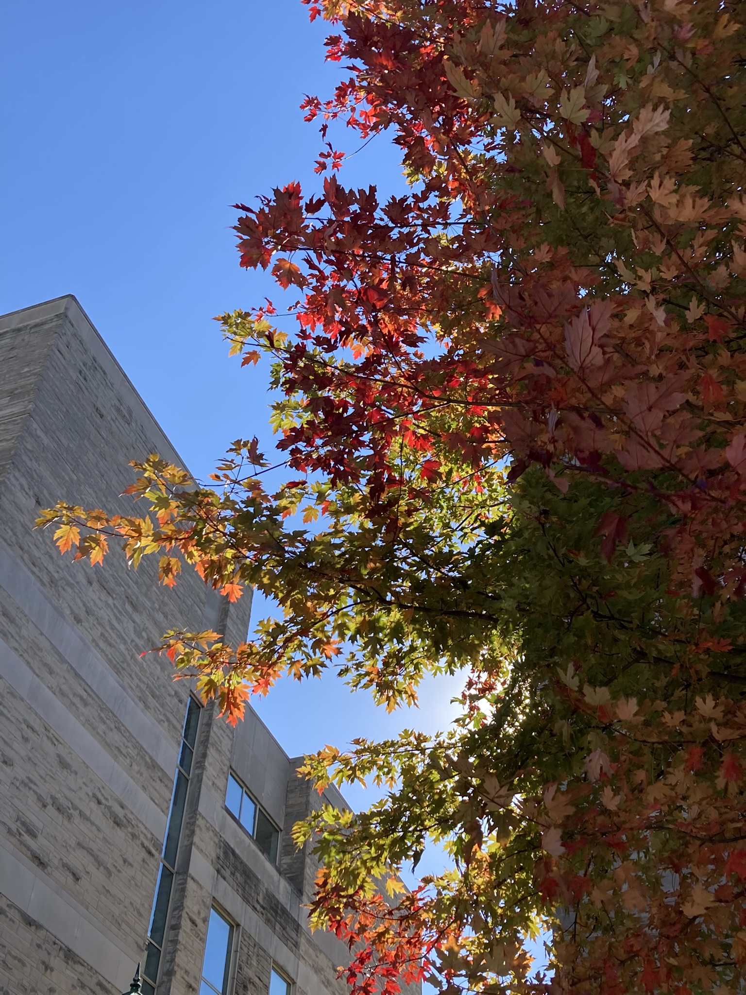 Fall beauty on Indiana University Bloomington, near Godfrey
