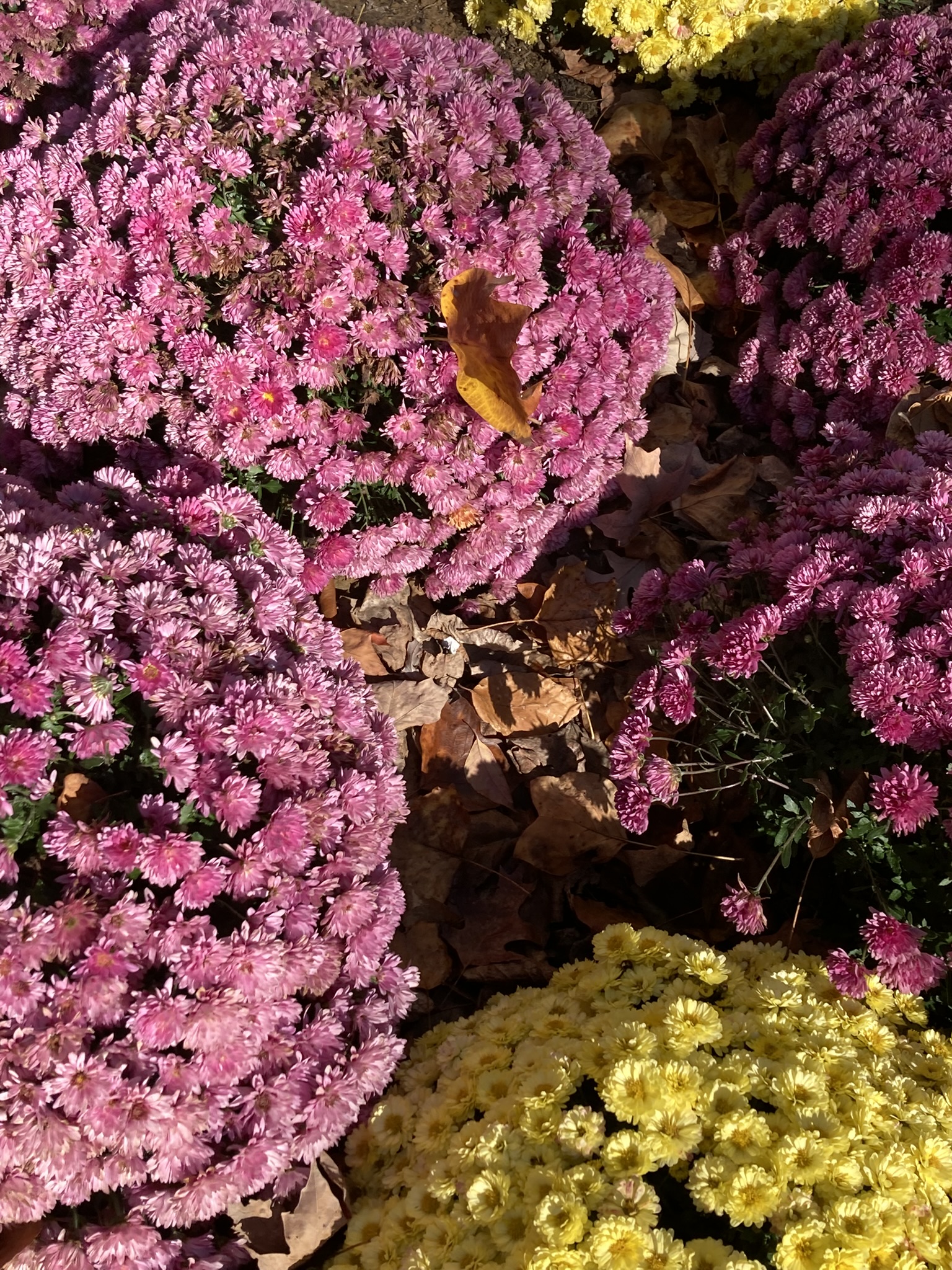 A leaf pretending to be a butterfly