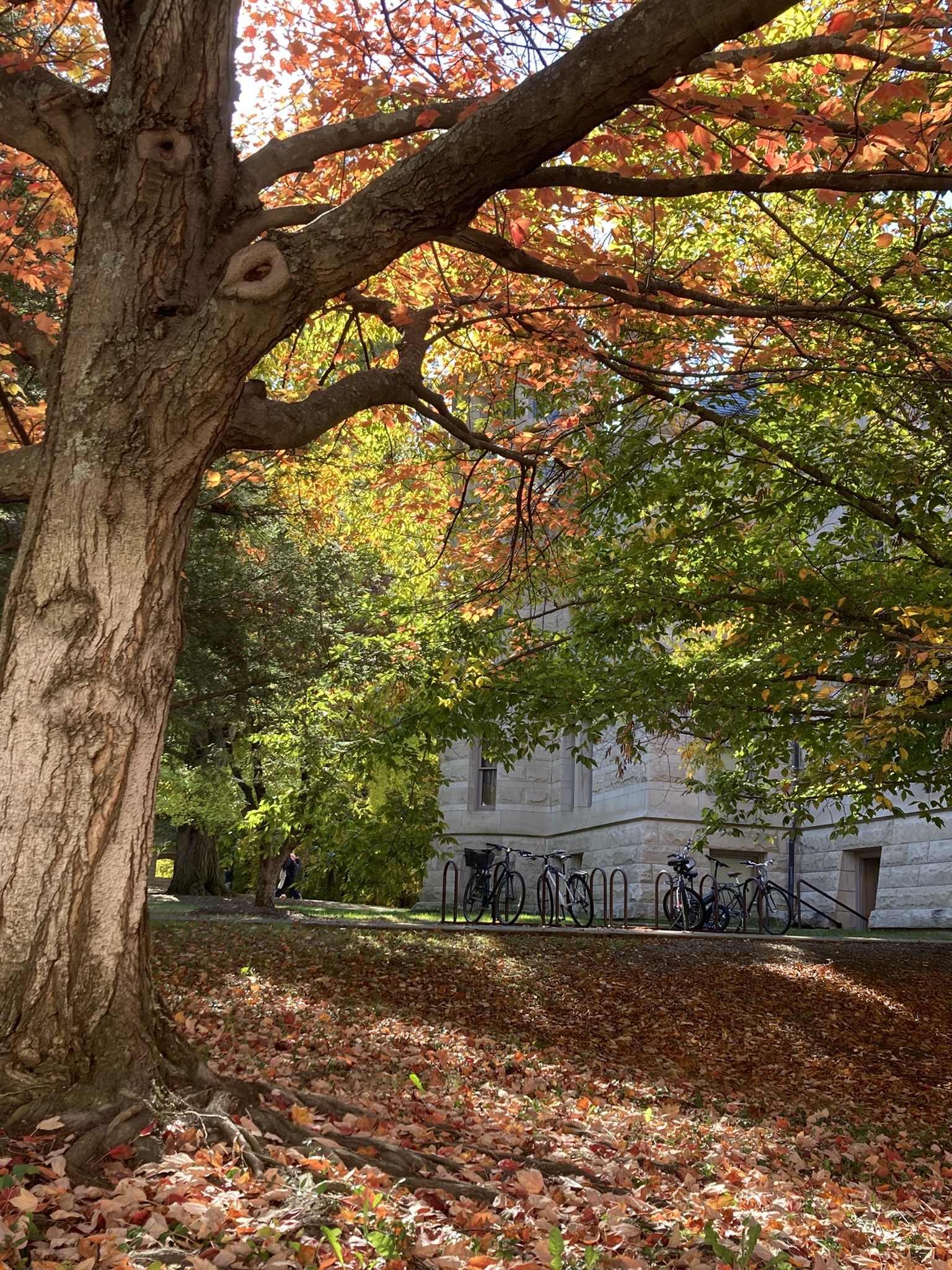 Fall beauty on Indiana University Bloomington